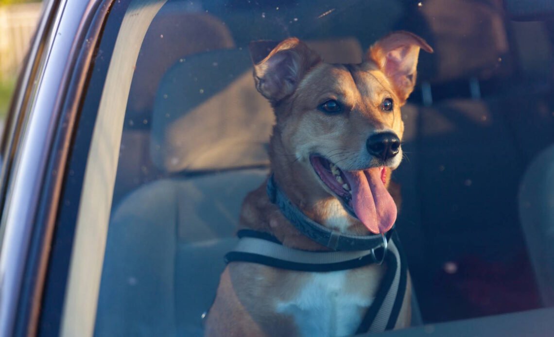 Mata dla psa na tylne siedzenie - niezbędnik każdej podróży z czworonogiem