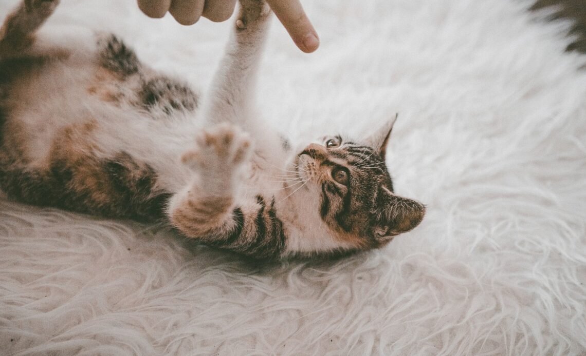 Jaki odkurzacz samojezdny najlepszy