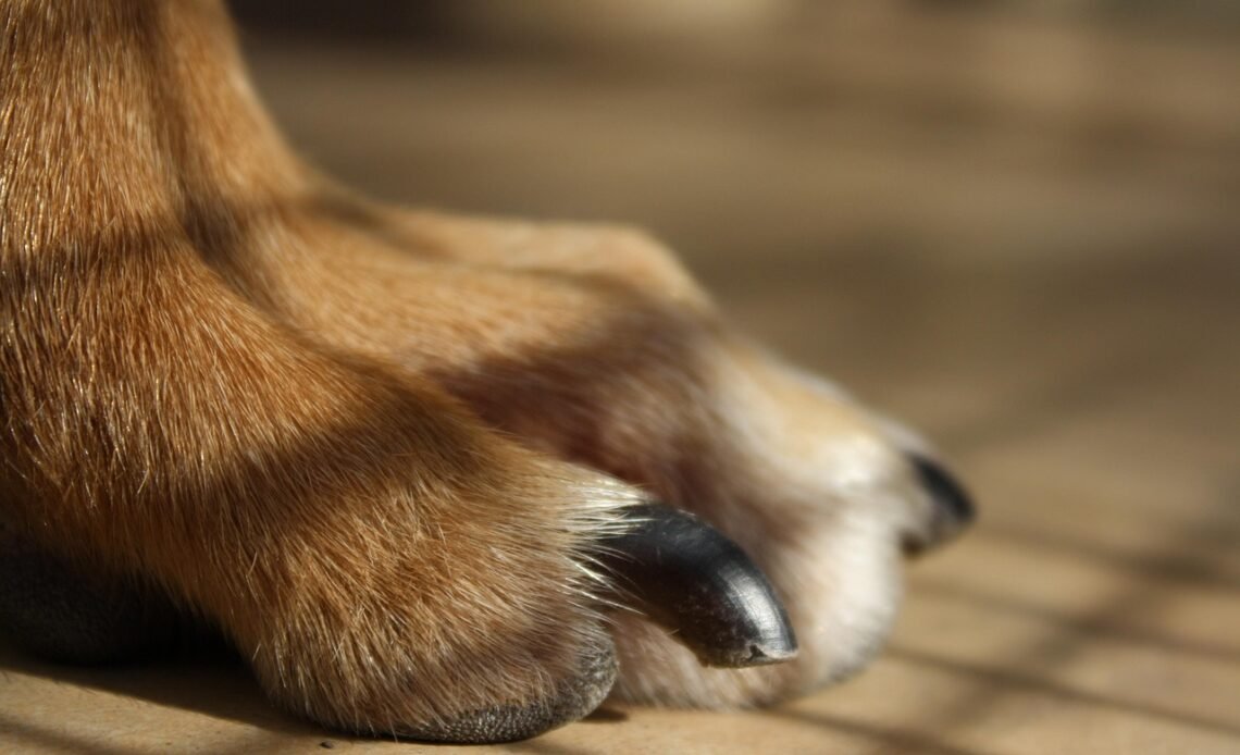 Jakie gwoździe do gwoździarki