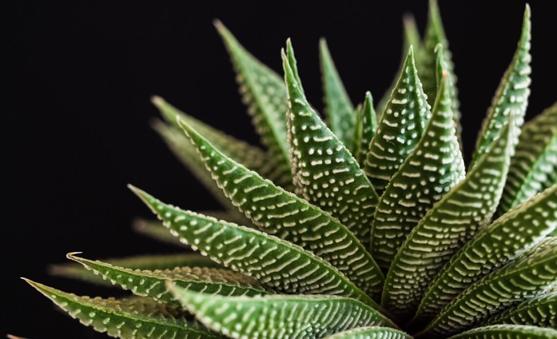 Jak wygląda garnek do gotowania na parze