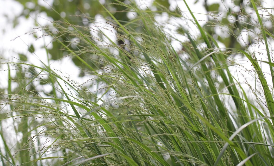 Jaka kosa spalinowa do 800 zł