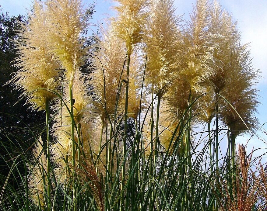 Jaka kosa spalinowa do ogrodu