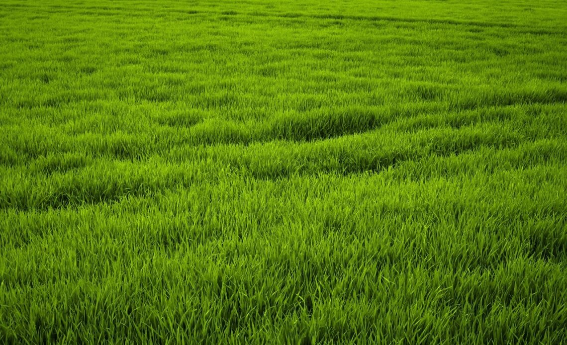 Jaka kosa spalinowa do 1500 zł