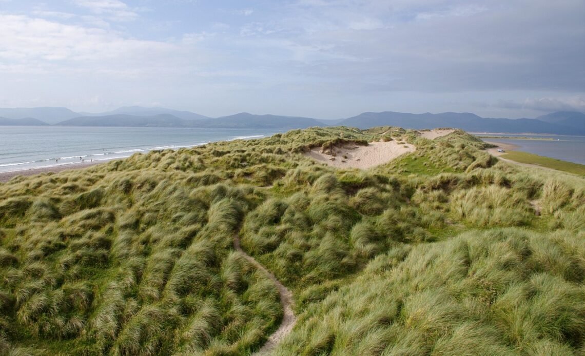 Jaka kosa spalinowa do 2000