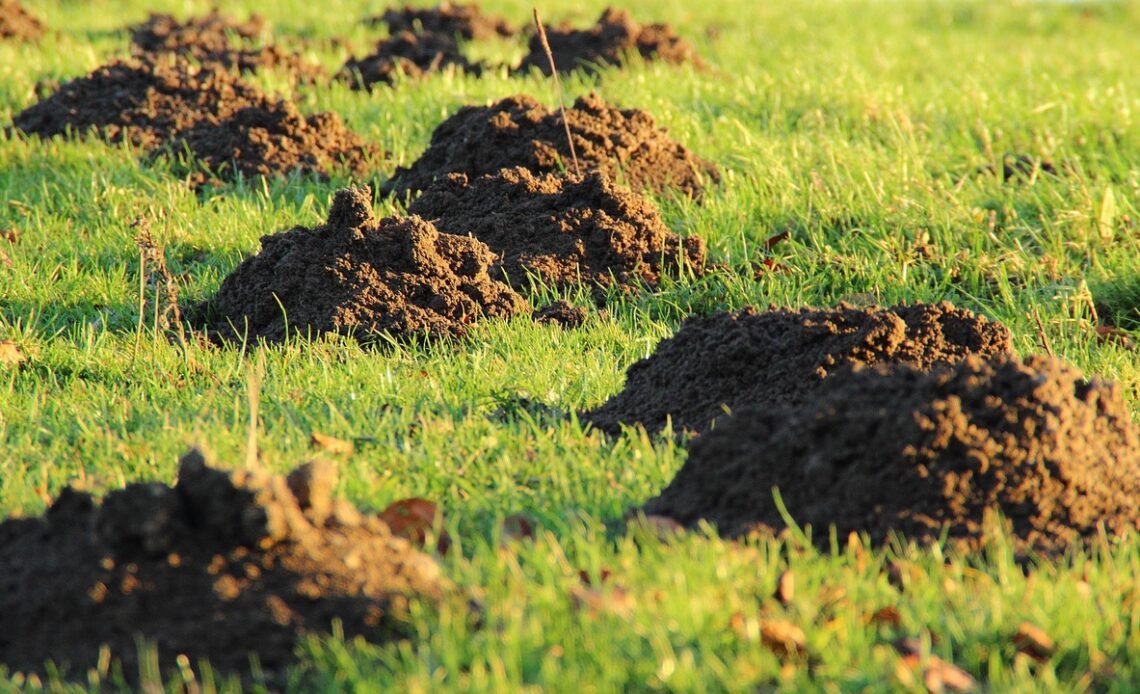 Jaka kosa spalinowa do wysokiej trawy
