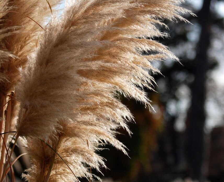 Kosa spalinowa ile oleju do paliwa