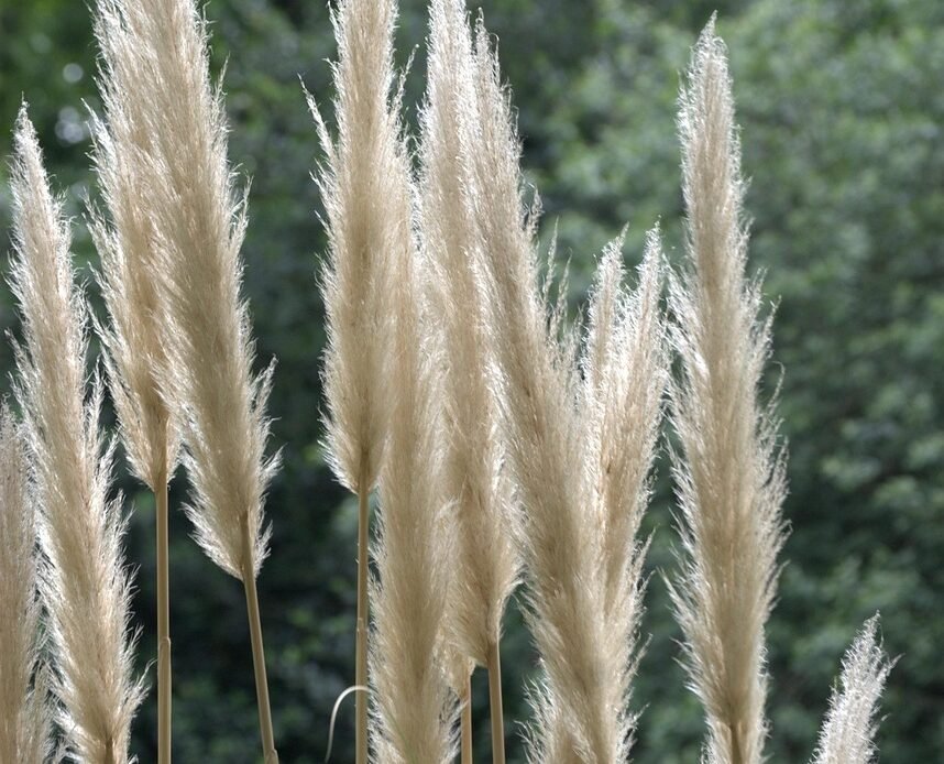 Jaka kosa spalinowa do lasu