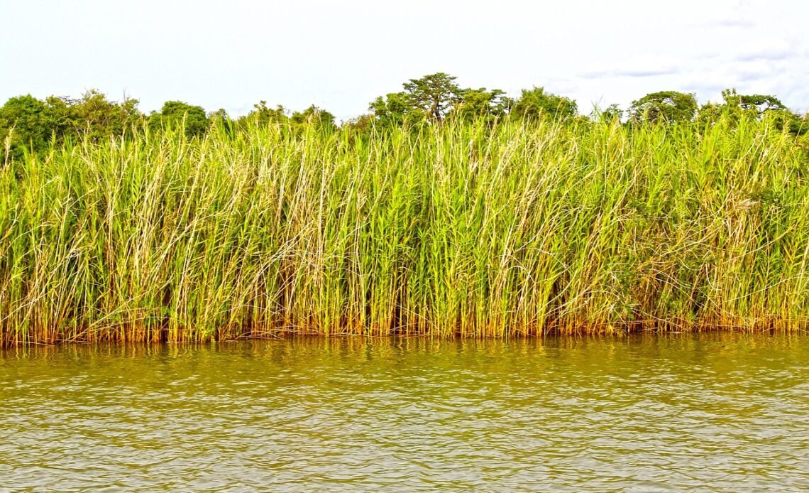 Jaka kosa spalinowa do 700 zł